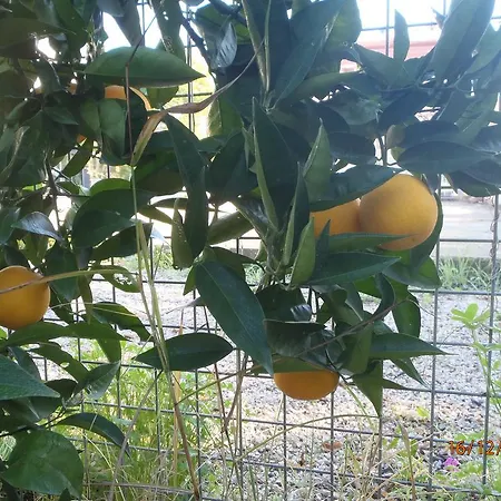 سيرين بينسيون فندق مبيت وإفطار 2*